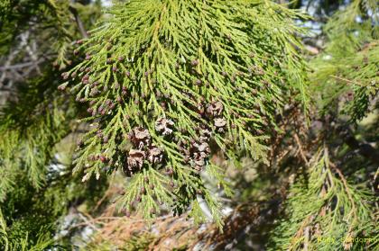 Chamaecyparis lawsoniana